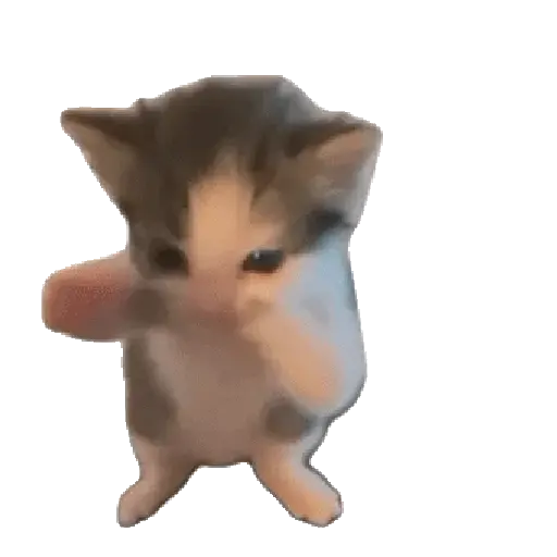 Dancing cat